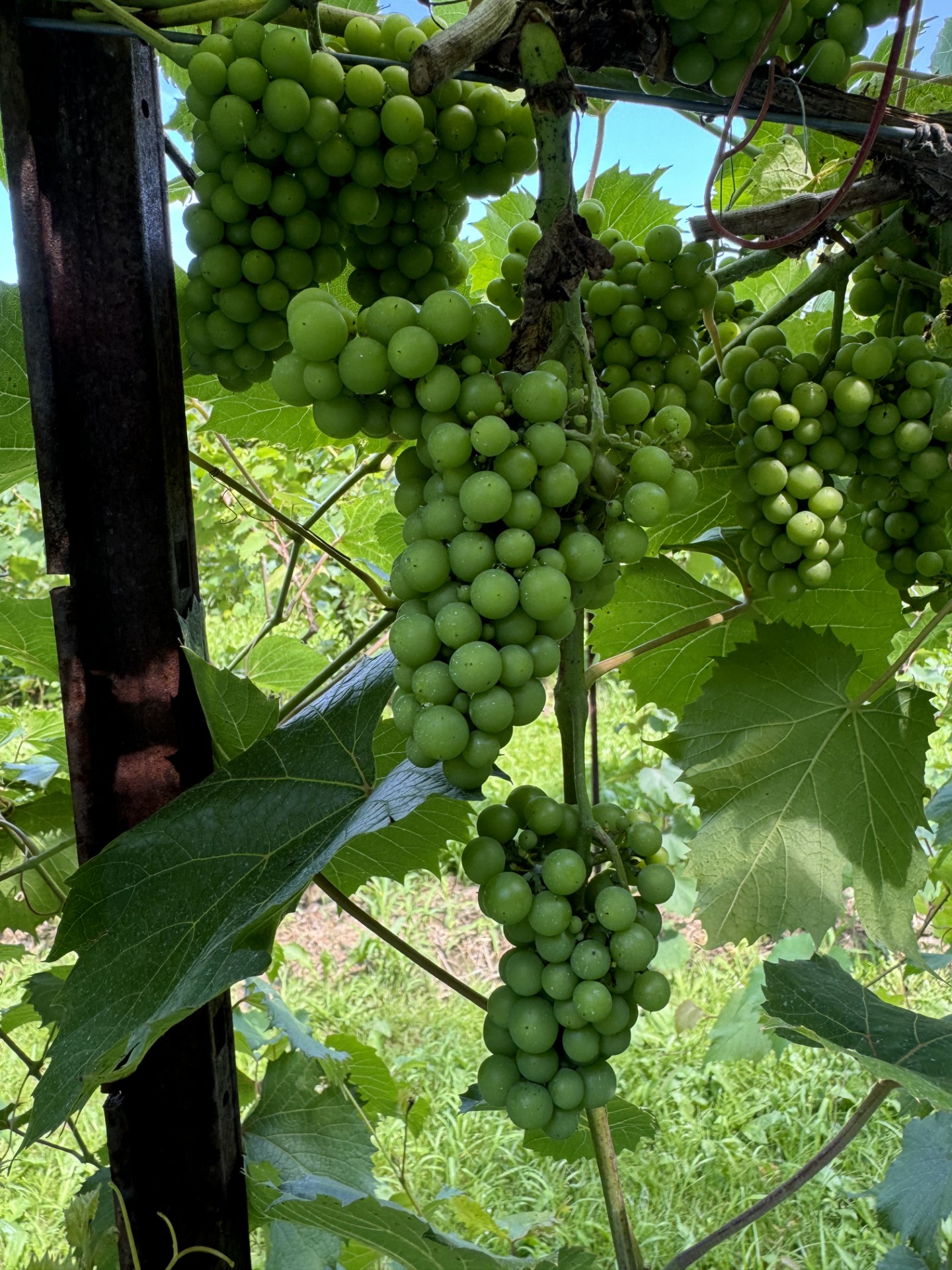 green grapes on a vine